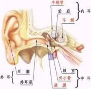 鼓膜穿孔是否構成輕傷（續）？——著重從鼓膜